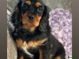 Cavalier King Charles Spaniel dogs Stunning KC registered Cavalier Pups - Advert 1