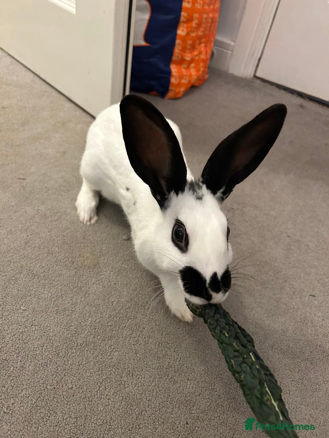 Mixed Breed rabbits for sale: Paired Rabbits for sale - Advert 3