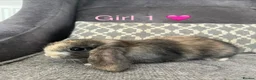 Mini Lop rabbits for sale: Mini lop bunnies for sale - Advert 2