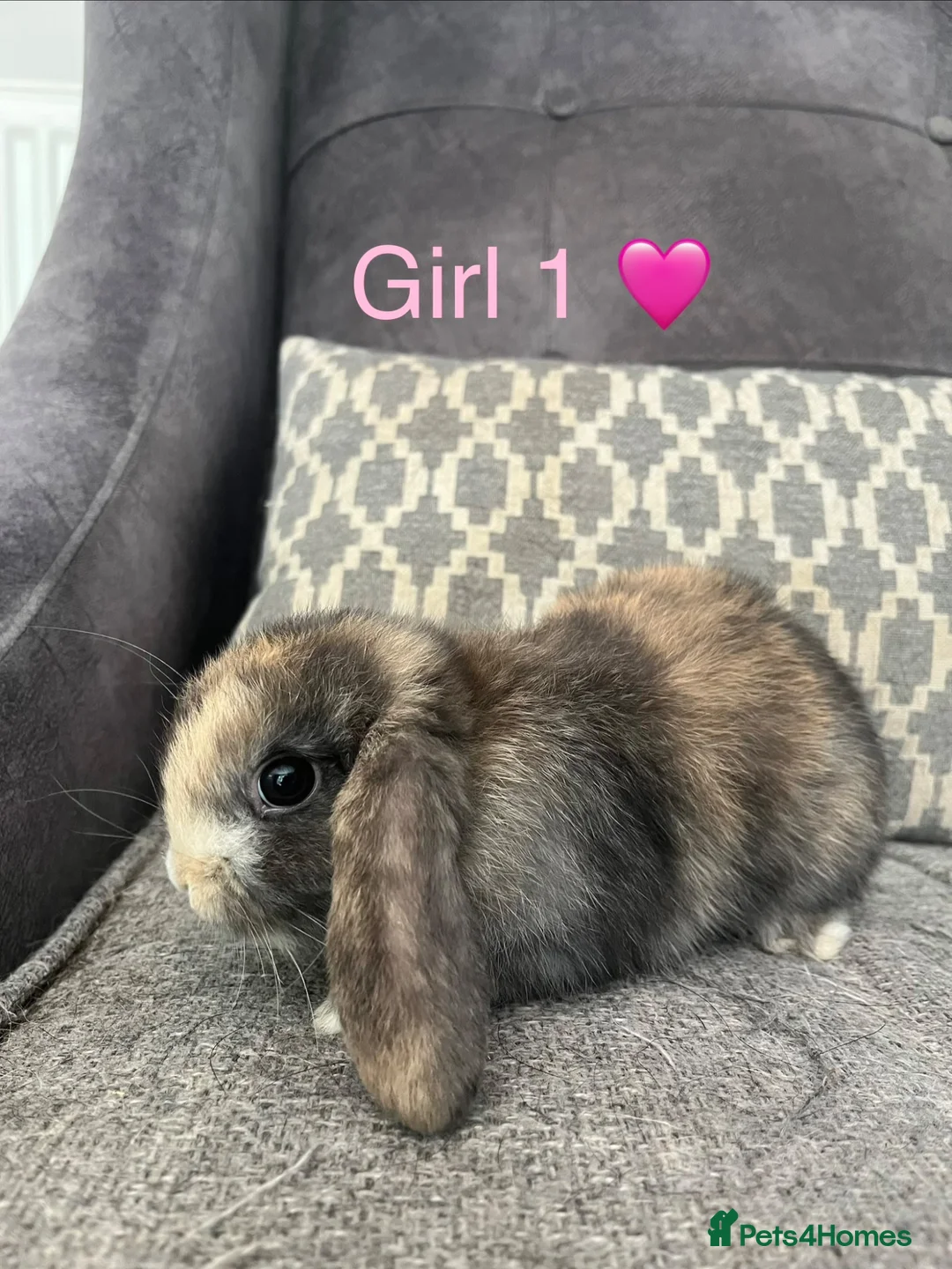 Mini Lop rabbits for sale: Mini lop bunnies for sale - Advert 2