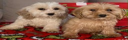 Cockapoo dogs for sale: Stunning cockapoo puppies - Advert 14