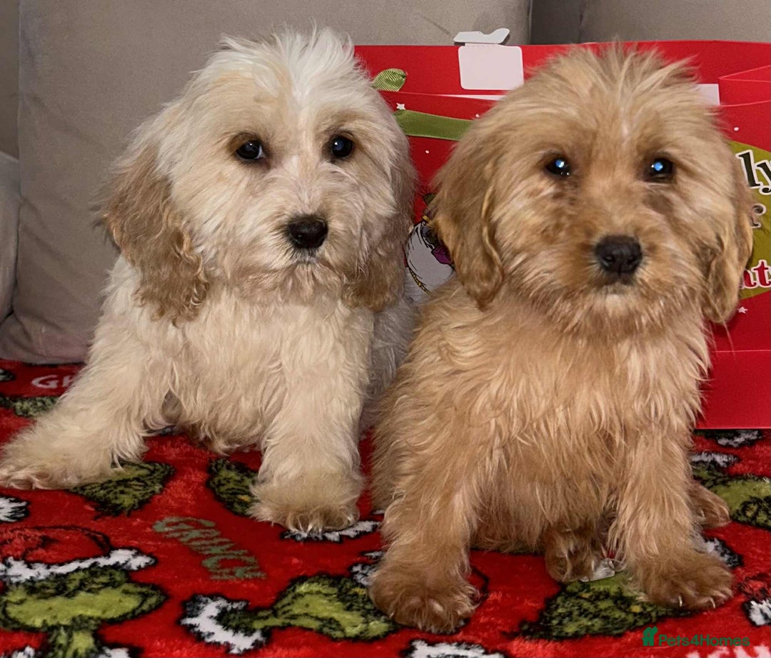 Cockapoo dogs for sale: Stunning cockapoo puppies - Advert 14