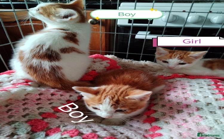 Mixed Breed cats - Advert 17