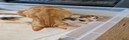 Mixed Breed cats for sale: Very Cute Calico Girl - Advert 23