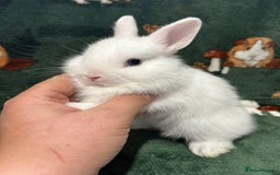 Netherland Dwarf rabbits for sale: Beautiful Blue Split, BEW and unusual Netherlands - Image 5