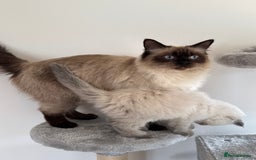 Ragdoll cats for sale: Ragdoll x maine coon kittens for sale  - Image 9