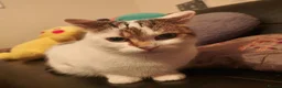 Mixed Breed cats for sale: Deserves a world I just can't offer anymore :(  in Manchester - Advert 2