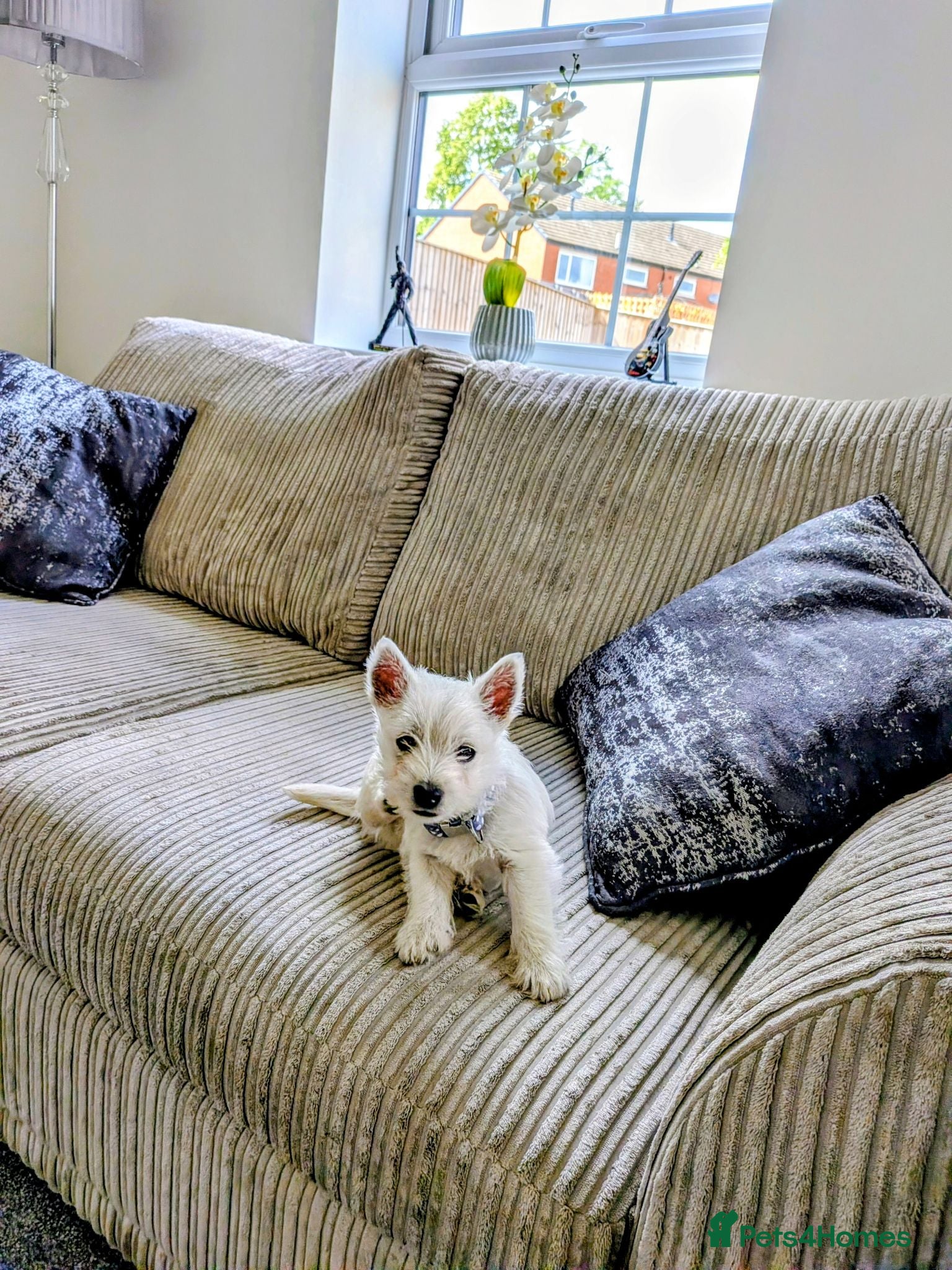 West Highland Terrier dogs West Highland Terrier Puppy  - Advert 2