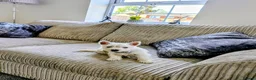 West Highland Terrier dogs for sale: West Highland Terrier Puppy  - Advert 1