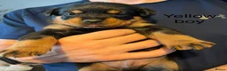 Rottweiler dogs for sale: Beautiful Rottweiler puppies in Derby - Advert 6