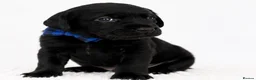 Labrador Retriever dogs for sale: LABRADOR RETRIEVER PUPPIES – HEALTH TESTED - Advert 4