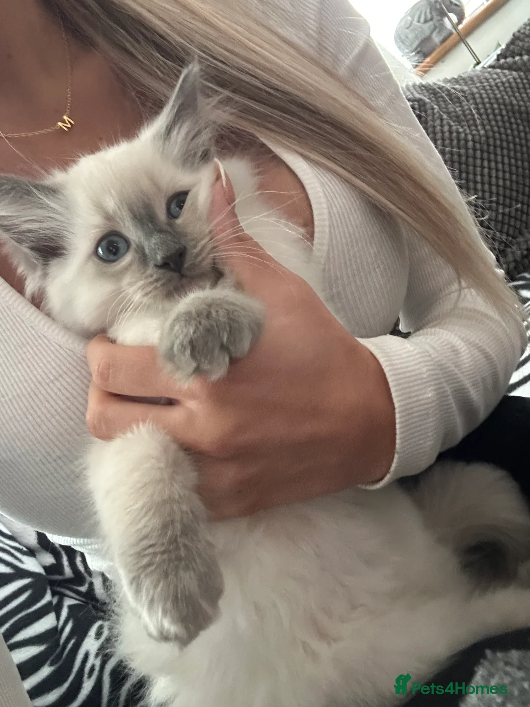 Ragdoll cats for sale: Beautiful Cuddly Purebred Kittens in Great Yarmouth - Advert 19