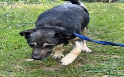 Mixed Breed dogs for adoption: Joey - Norwich Norfolk  - Image 16