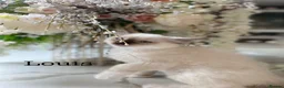 Ragdoll cats for sale: 3 LEFT!!! TICA REGISTERED RAGDOLL KITTENS  - Advert 22