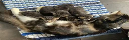 Mixed Breed cats for sale: Beautiful kittens - Advert 6