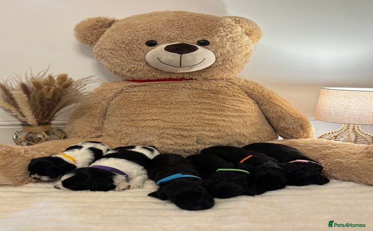 Mixed Breed dogs Cocker Sproodle Puppies ready 16/12 - Advert 2