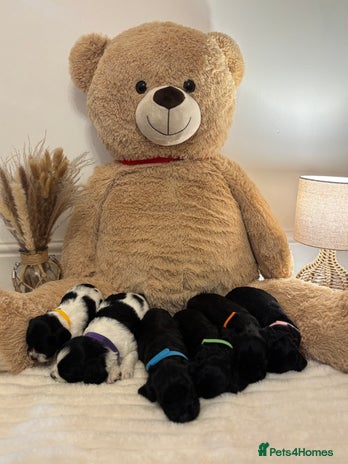 Mixed Breed dogs Cocker Sproodle Puppies ready 16/12 - Advert 1