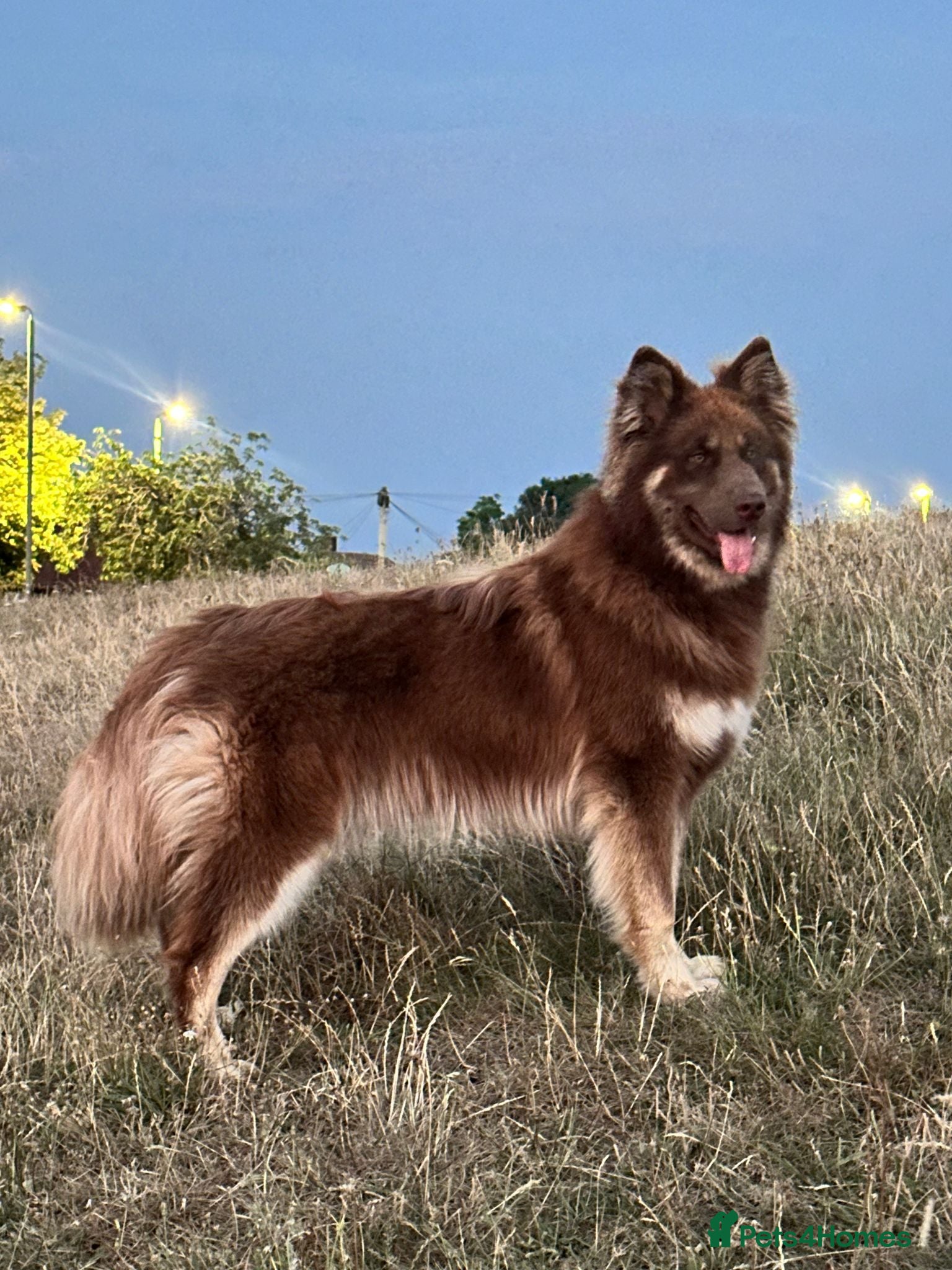 Mixed Breed dogs German Shepherd/Alaskan Malamute Isabella coat - Advert 1