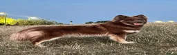 Mixed Breed dogs for stud: German Shepherd/Alaskan Malamute Isabella coat - Advert 1