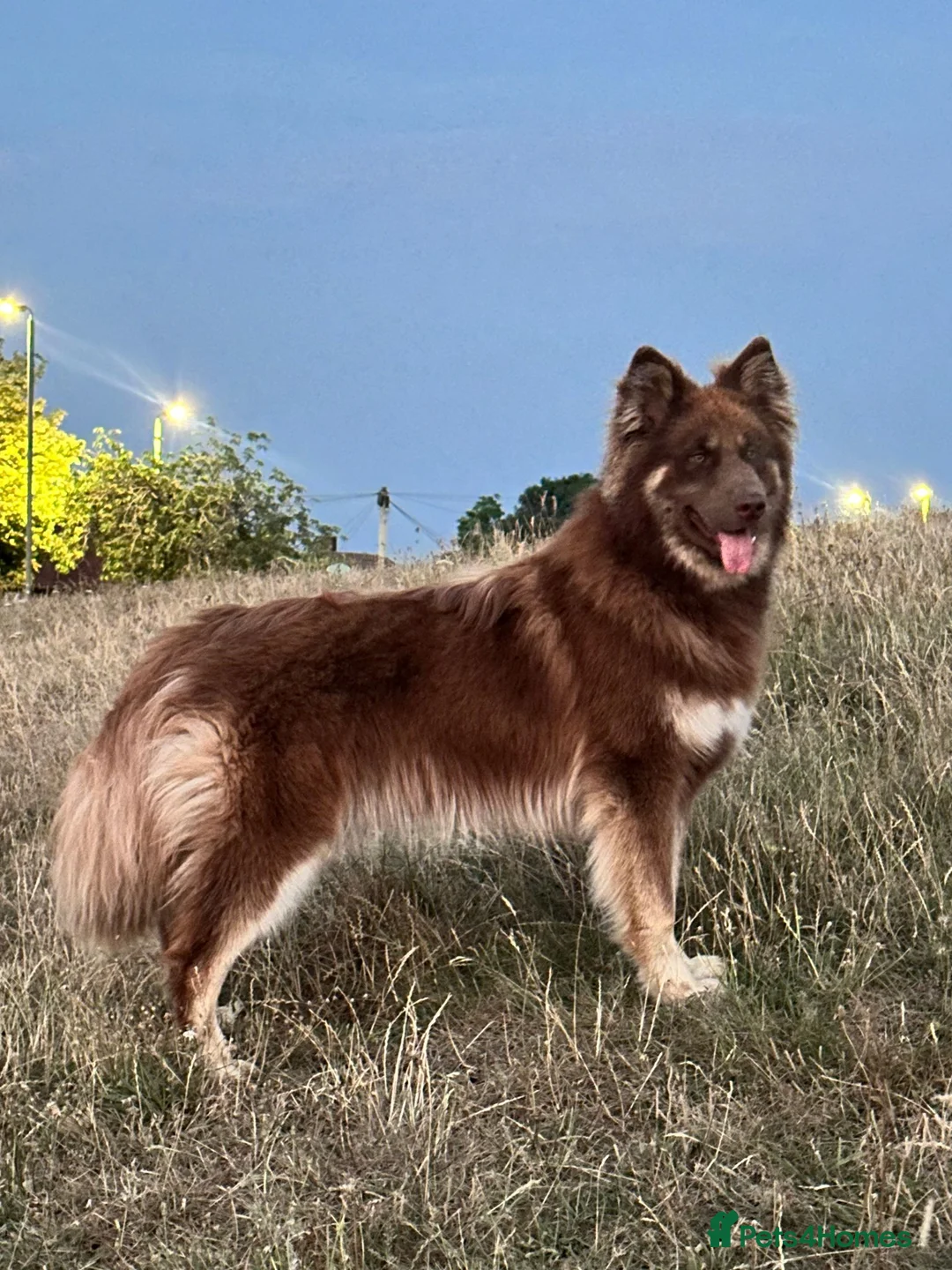 Mixed Breed dogs for stud: German Shepherd/Alaskan Malamute Isabella coat - Advert 1