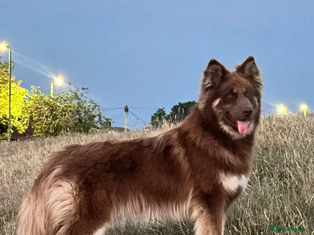 Mixed Breed dogs for stud: German Shepherd/Alaskan Malamute Isabella Coat - Advert 1