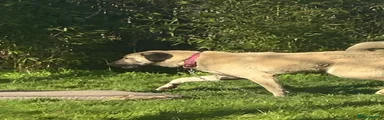 Anatolian Shepherd 1
