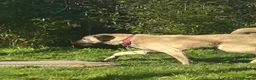Anatolian Shepherd dogs for sale: 2YearOld Livestock Guardian Dog Working/Rural Home - Advert 1