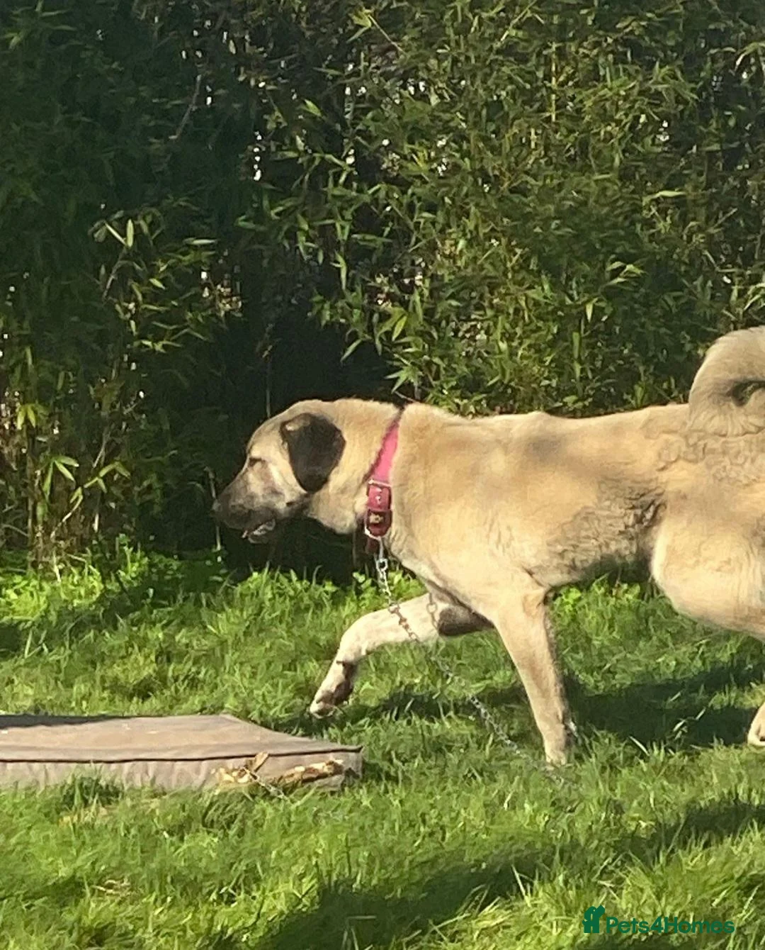 Anatolian Shepherd dogs for sale: 2YearOld Livestock Guardian Dog Working/Rural Home - Advert 1