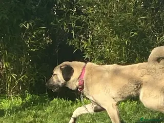 Anatolian Shepherd dogs 2YearOld Livestock Guardian Dog Working/Rural Home - Advert 6