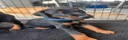 Dobermann dogs for sale: 2 LEFT,READY NOW,BEAUTIFUL DOBERMAN PUPPIES - Advert 33