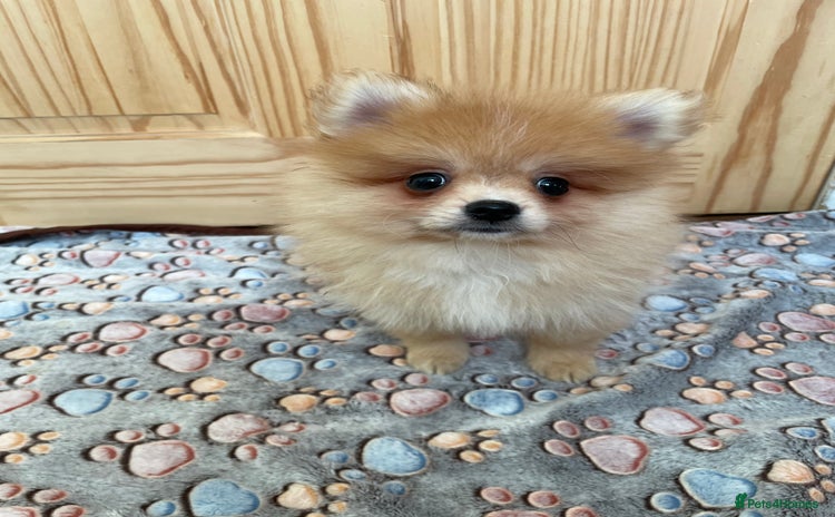 Pomeranian dogs - Advert 1