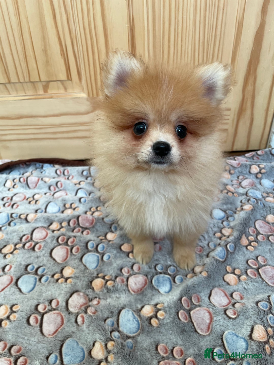 Pomeranian dogs for sale: Two puppies left Ready to Leave  - Image 1