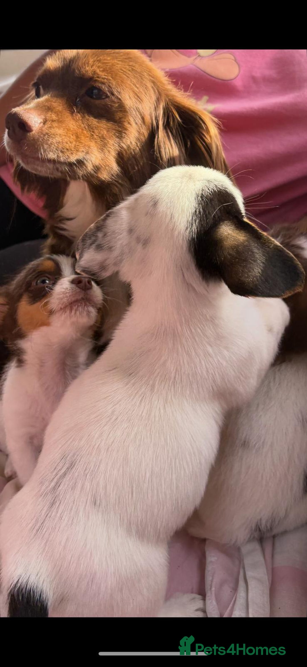 Chihuahua dogs for sale: Chihuahua cross King Charles  - Image 15