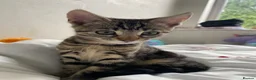 Bengal cats for sale: One little female Bengal x - Advert 4