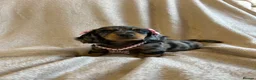 Miniature Dachshund dogs for sale:  KC Registered Miniature Dachshund Puppies - Advert 1