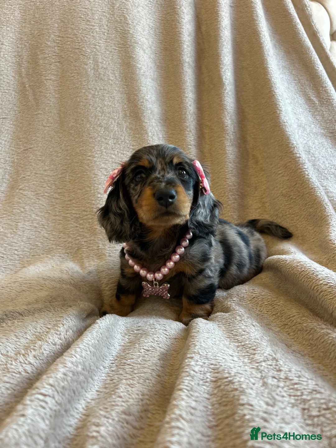 Miniature Dachshund dogs for sale:  KC Registered Miniature Dachshund Puppies - Advert 1