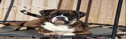 Boxer dogs for sale: Brindle & White 5 Year old Female - Advert 4