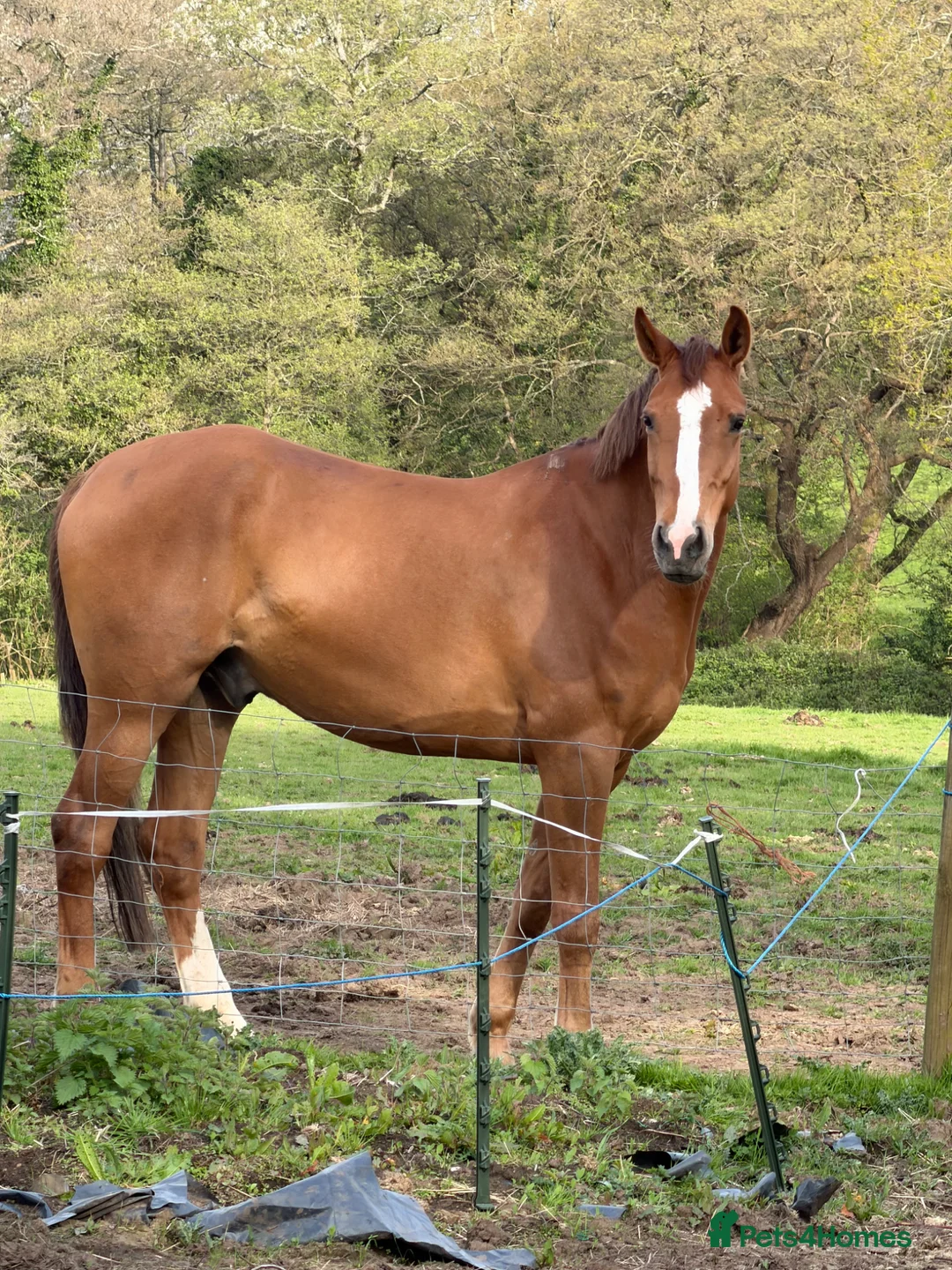 Irish Sports horses for sale: Would you look at him -17hh ISH Gelding  - Advert 3