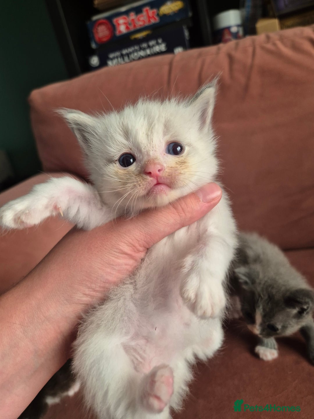 Ragdoll cats for sale: Ragdoll Kittens Gateshead - Image 7