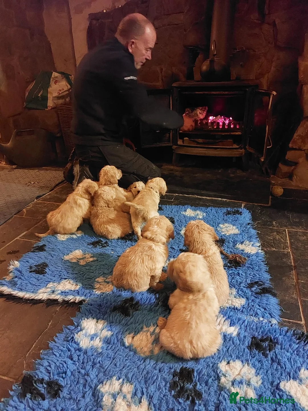 Goldendoodle dogs for sale: 2 beautiful F1 female Goldendoodle pups for sale - Advert 6