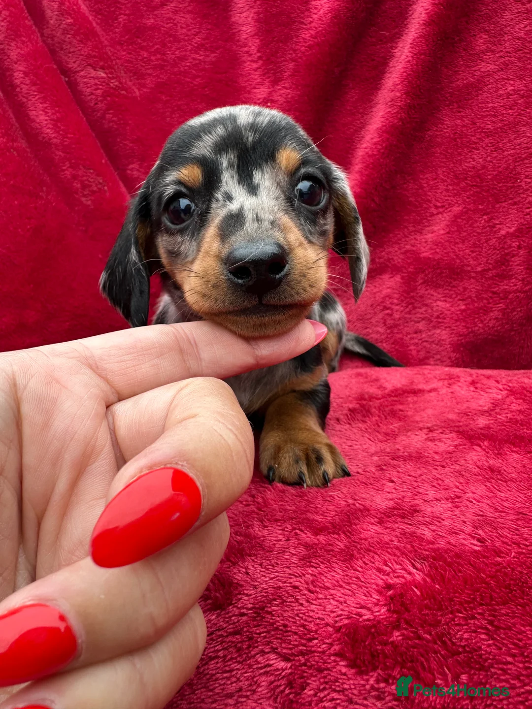 Miniature Dachshund dogs for sale: Dapple Miniature Dachshund puppies - Advert 8