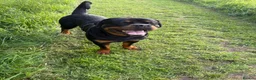 Rottweiler dogs for sale: Ronnie  Friendly, Loving 12 Month Male Rottweiler - Advert 3