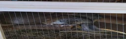 Chinchilla rodents for sale: Cutest baby chinchillas!  - Advert 12