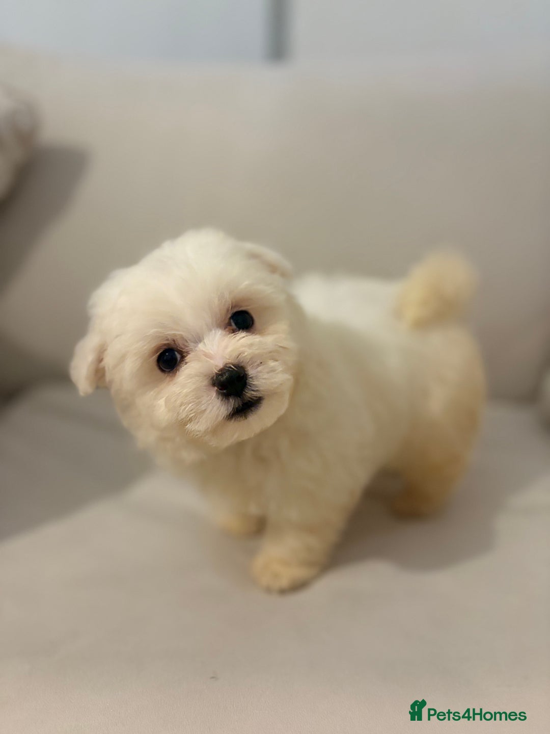 Maltipoo dogs for sale: Maltipoo girl puppy  - Image 4