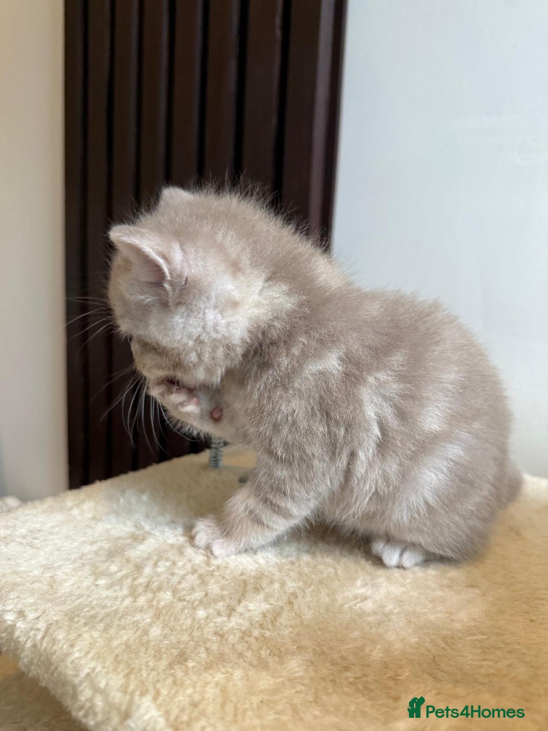 British Shorthair cats for sale: Beautiful British Shorthair kittens 3 Boys 2 Girls - Advert 14