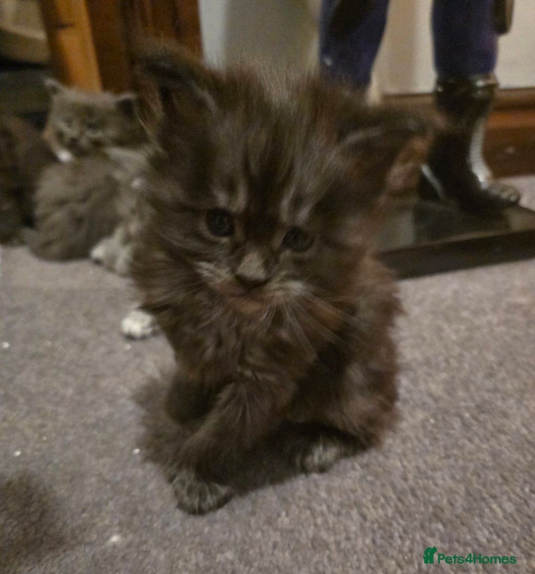 Maine Coon cats for sale: ✨✨ POLLYDACTYL MC  TiCA REG - Advert 26