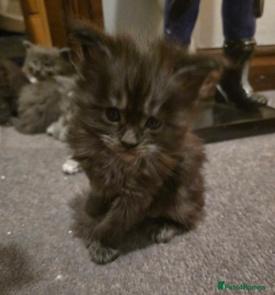 Maine Coon cats for sale: ✨✨ blk smoke F 6666 MC TiCA REG Poss active - Advert 23