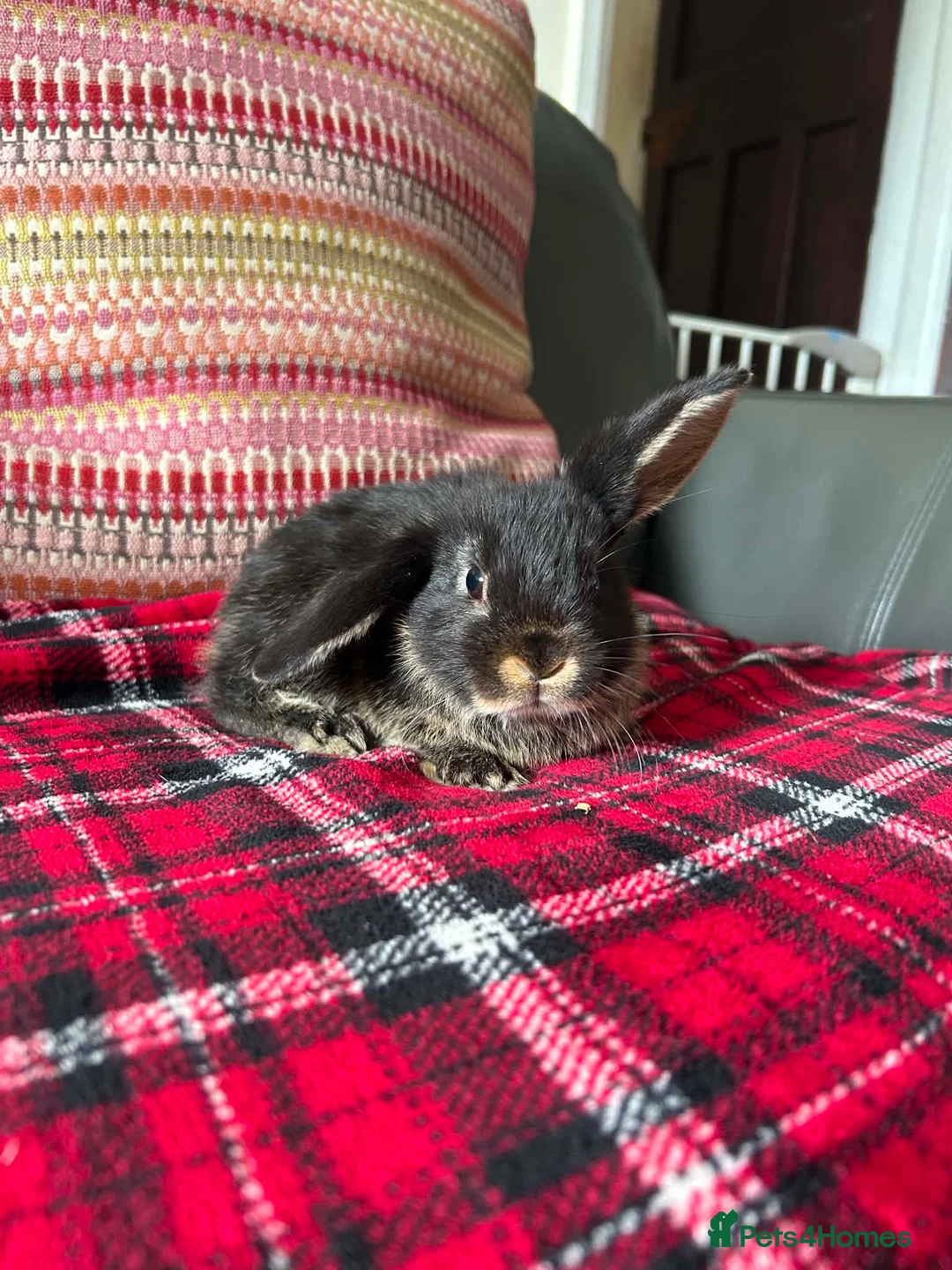 Mini Lop rabbits for sale: Mixed litter mini lops  - Advert 2