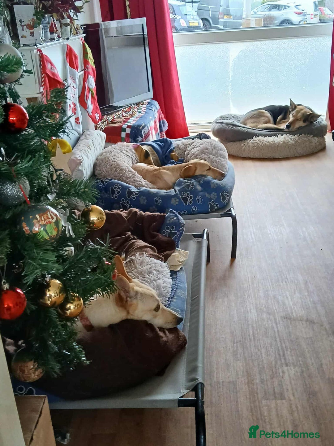 Mixed Breed dogs for adoption: Brooklyn is ready to steal your heart - Advert 3