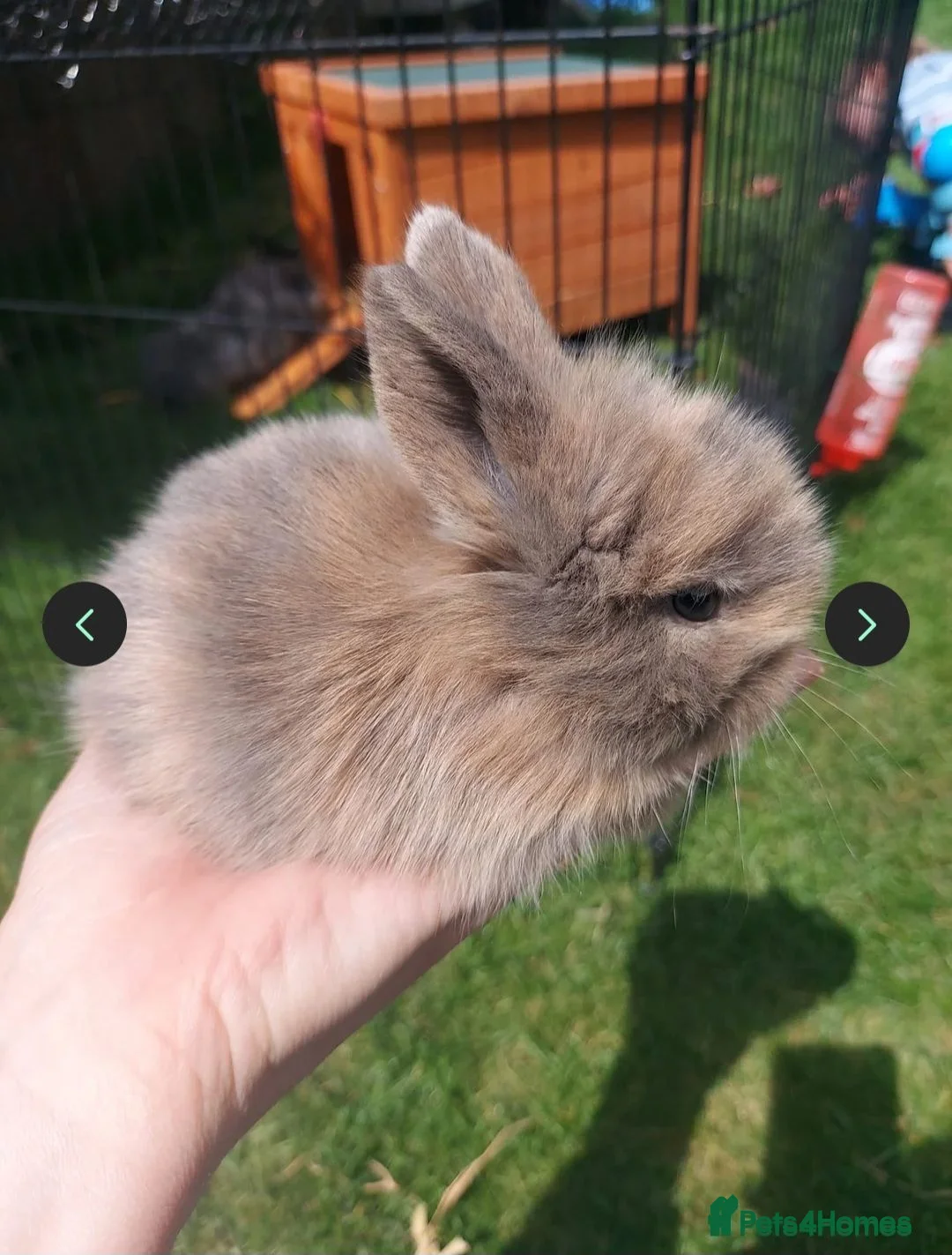 Mini Lop rabbits for sale: 1 x Mini Lion Lop ready to collect 23 September - Advert 1